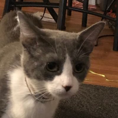 Profile Picture of Dusty Stewart (@DustySt07960759) on Twitter