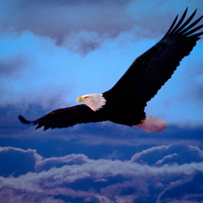 Profile Picture of Thieu Nguyen (@Thieu2179) on Twitter
