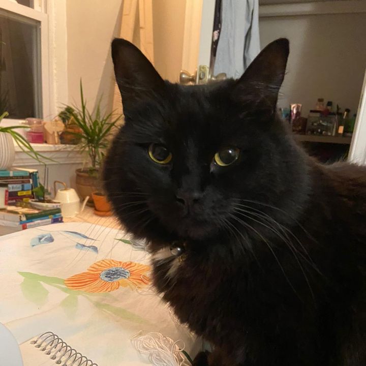 Profile Picture of Hannah Pfeifer (@@melodiousmalcontent) on Tiktok