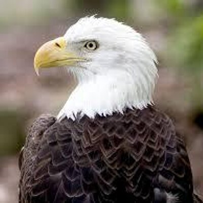 Profile Picture of Leonardo Ciaciulli (@LeonardoCiaciul) on Twitter