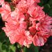 Profile Picture of Kimberly Wendelman Ascherman (@kimofin) on Pinterest