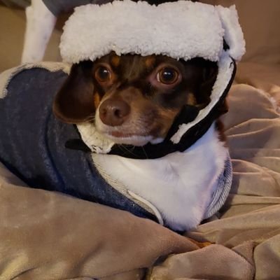 Profile Picture of Joseph Man (@JosephMantelli) on Twitter