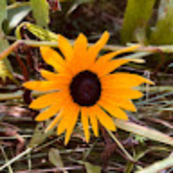 Profile Picture of Aimee Maoriello (@armaorie) on Poshmark