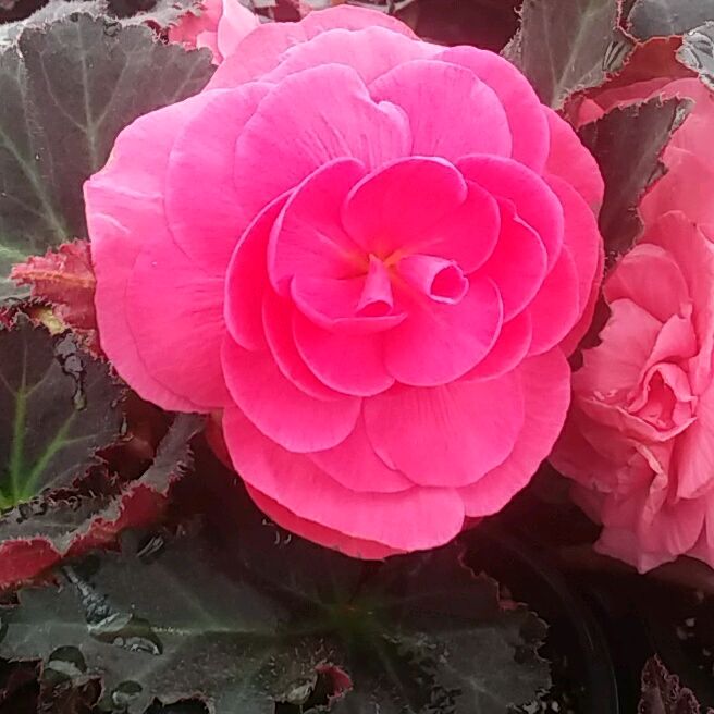 Profile Picture of Charles Castle (@@souldrainer) on Tiktok