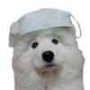 Profile Picture of Samoyed (@𝚃𝚎𝚍𝚍𝚢🥰) on Tiktok