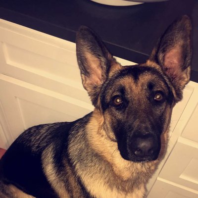 Profile Picture of Devin Darby (@DarbyDevin) on Twitter