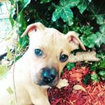 Profile Picture of Ivy Addison Bryant Pitbull (@ivy_addison_bryant.pb) on Instagram