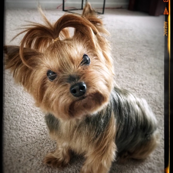 Profile Picture of Kanya Praetorius (@kbauer19) on Poshmark