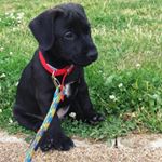 Profile Picture of Floyd BentTail Bowles (@floyd_the_bastard) on Instagram