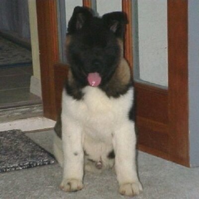 Profile Picture of Cheryl Robison (@CubbybearRN) on Twitter