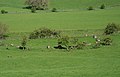 Profile Picture of List of stone circles in Dumfries and Gallowayon Wikipedia