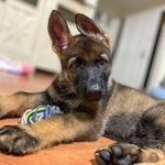 Profile Picture of Freya-Shantell Panger (@freyavonsegen) on Instagram