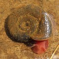 Profile Picture of Planorbarius corneuson Wikipedia