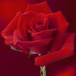 Profile Picture of Lupe Gamboa (@walula77) on Instagram