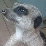 Profile Picture of Michael Lynam (@lynam_michael) on Instagram