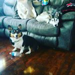 Jon Reeves - Instagram Profile Picture of Jon Reeves (@rexandmeika) on Instagram