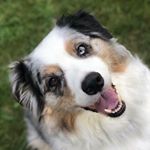 Profile Picture of SallyAnne Cote Lawrence (@life_with_stormie) on Instagram