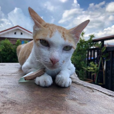 Profile Picture of Mong Ga Jo Pure (@KWipupong) on Twitter