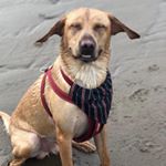 Profile Picture of Albert Taylor (@albertsdogadventures) on Instagram