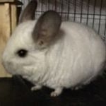 Profile Picture of Clarence Yu (@youwiseman) on Instagram