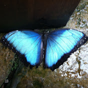 Profile Picture of Paulette Sato (@surfbuddhaful) on Youtube