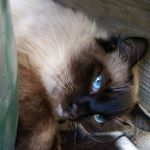 Profile Picture of Debbie (@debbie.iris) on Instagram