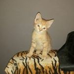 Profile Picture of Alice Bakker (@brittjepitjexoxo) on Instagram