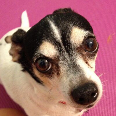 Profile Picture of Bean (@BennyBabyBeans) on Twitter