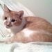 Profile Picture of Susan Holloway (@skholloway) on Pinterest