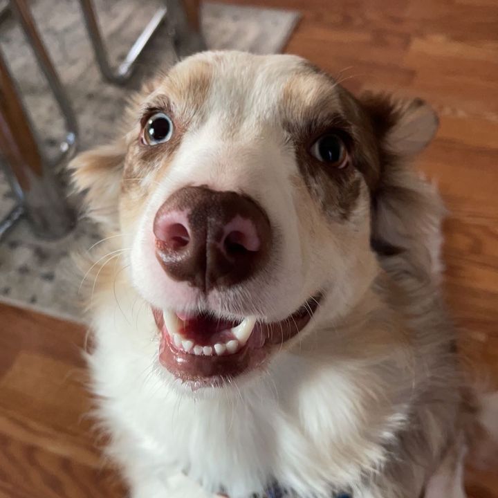 Profile Picture of   Callan Jennings... (@callanjennings) on Tiktok