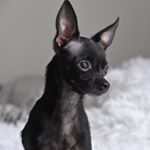 Profile Picture of Maybach (@toyterrier.maybach) on Instagram