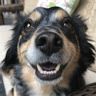 Profile Picture of Danny Reidy (@reidydanny) on Pinterest