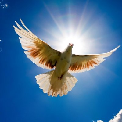 Profile Picture of Leo Oliveron Twitter