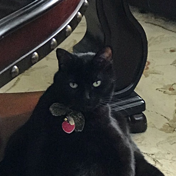 Profile Picture of Tara Paul (@khstpaul) on Poshmark