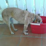 Profile Picture of lisa arras (@elisabeth_arras) on Instagram