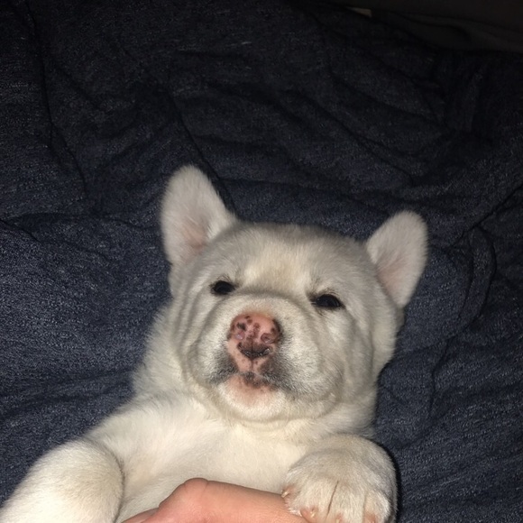 Profile Picture of Thomas Prusak (@thomasprusak) on Poshmark