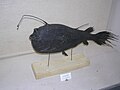 Profile Picture of Krøyer's deep sea angler fishon Wikipedia