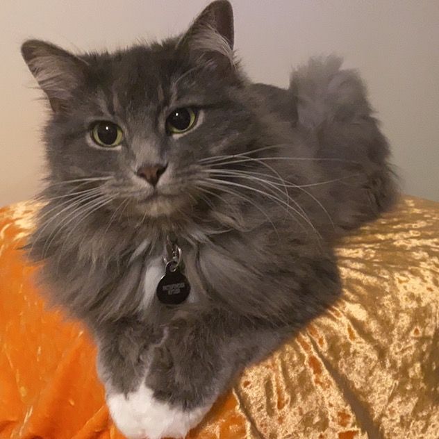 Profile Picture of Kent Effinger (@kenteff) on Tiktok