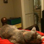 Profile Picture of Steven Miranda (@plasmaburst9) on Instagram