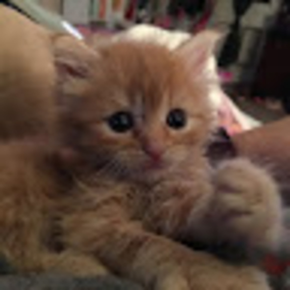 Profile Picture of Lisa Matthews (@salemwitch74) on Poshmark