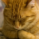 Alisha Van Scyoc - Flickr Profile Picture of Alisha Van Scyoc (@alisha van scyoc) on Flickr