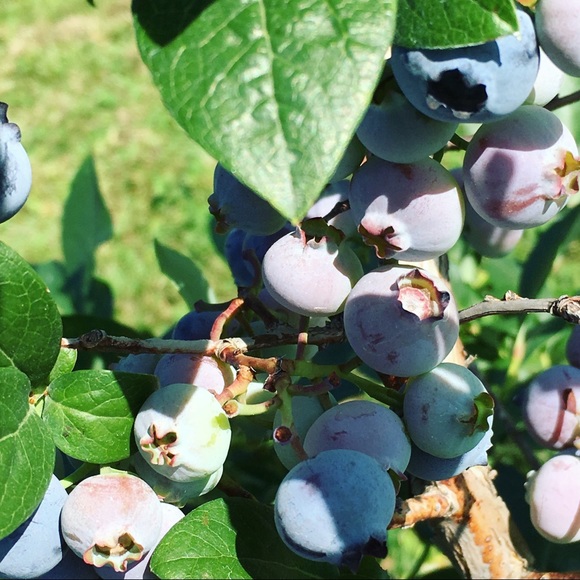 Profile Picture of Allison Kirby (@allisonkirby881) on Poshmark