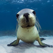 Profile Picture of Steven Lo (@stevenlo4865) on Youtube