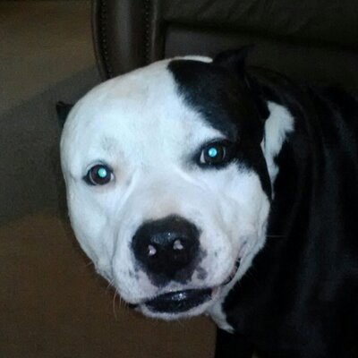 Profile Picture of Brenda Young (@iuvspups51) on Twitter