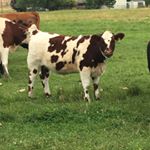 Profile Picture of Dusty Morgan (@morgan.dusty) on Instagram