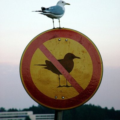 Profile Picture of Dan Solove (@dan_solove) on Twitter