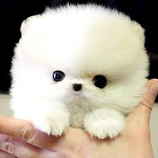 Profile Picture of Hamid Rad (@hamidrad4475) on Youtube