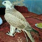 Profile Picture of Fayaz Khan 00923489160581 (@fayaz_khan99) on Instagram