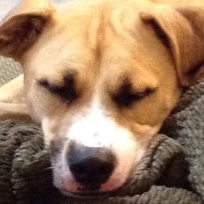 Profile Picture of Joseph Bidwell (@chefbiddy75) on Twitter