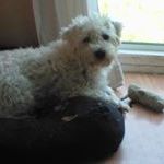 Profile Picture of Jayne John (@welsh_totty001) on Pinterest